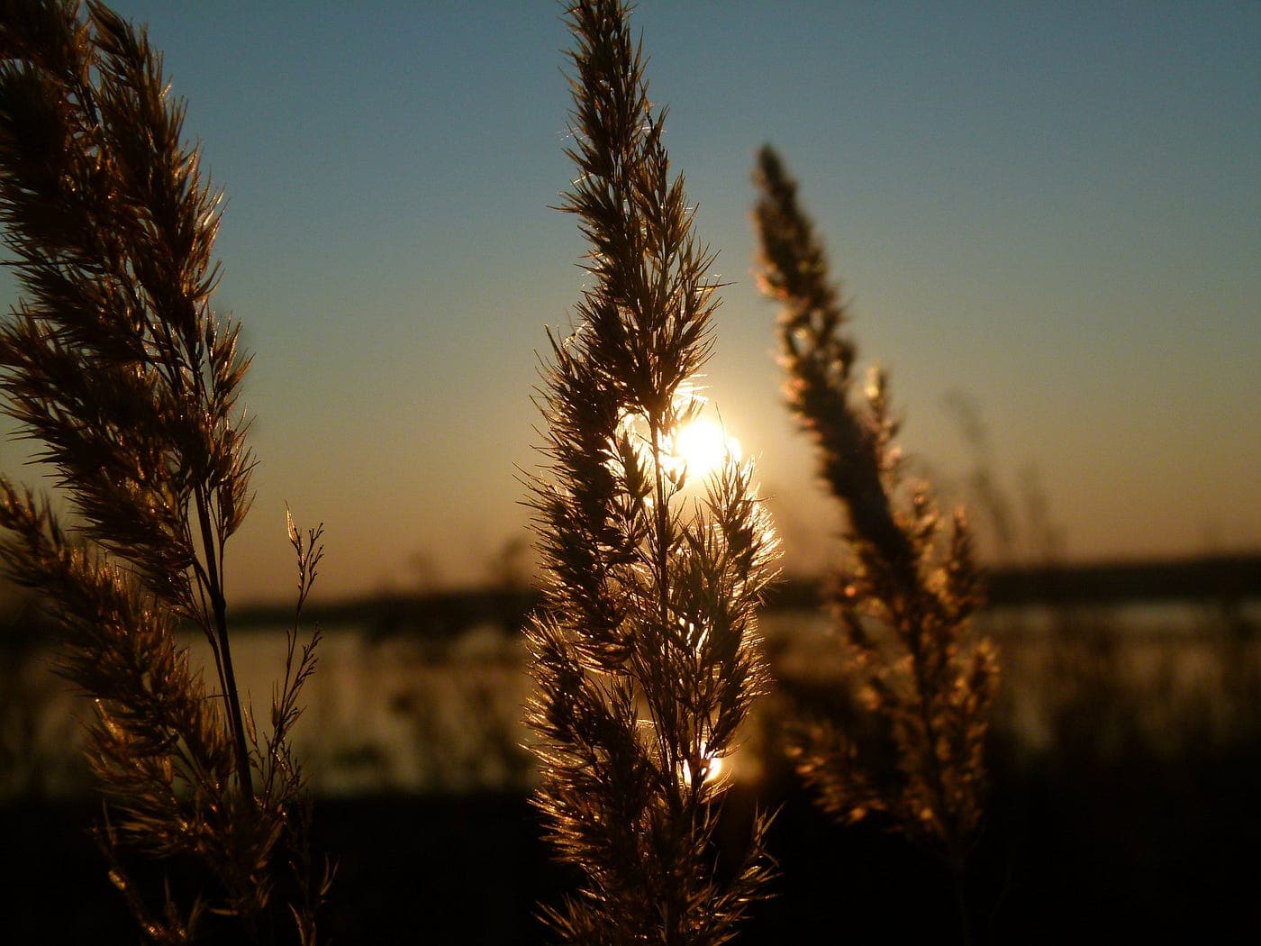 fern leaves with a halo in front of sunlight