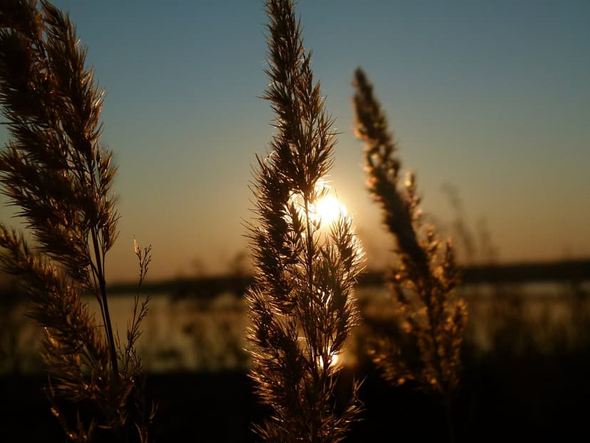 fern leaves with a halo in front of sunlight